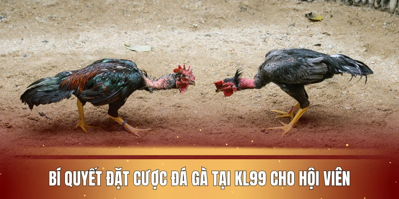 bi-quyet-dat-cuoc-da-ga-tai-nha-cai-kl99-cho-hoi-vien