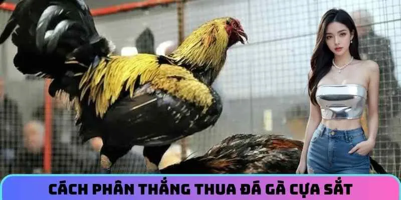 cach-phan-thang-thua-da-ga-cua-sat