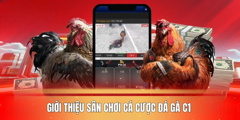 gioi-thieu-san-choi-ca-cuoc-da-ga-c1-tai-nha-cai-kl99-soi-dong