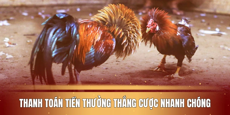 thanh-toan-tien-thuong-thang-cuoc-da-ga-c1-tai-kl99-nhanh-chong